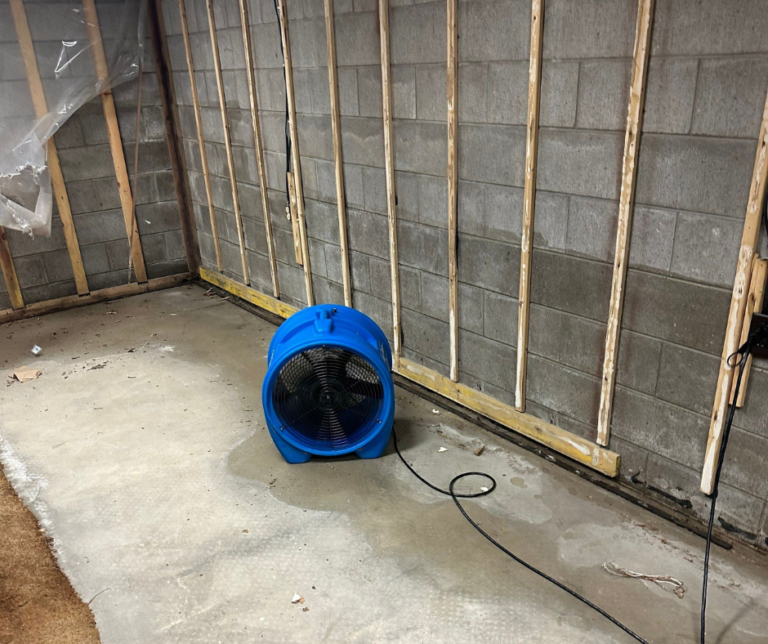 Black mold discovered behind removed baseboard during inspection