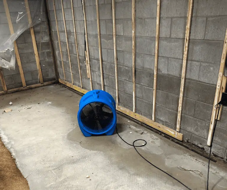 Black mold discovered behind removed baseboard during inspection